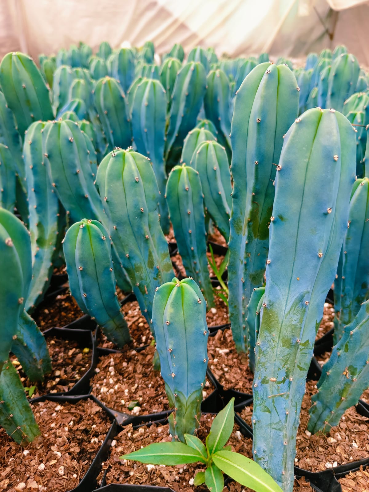 (CA 31) Myrtlocactus 