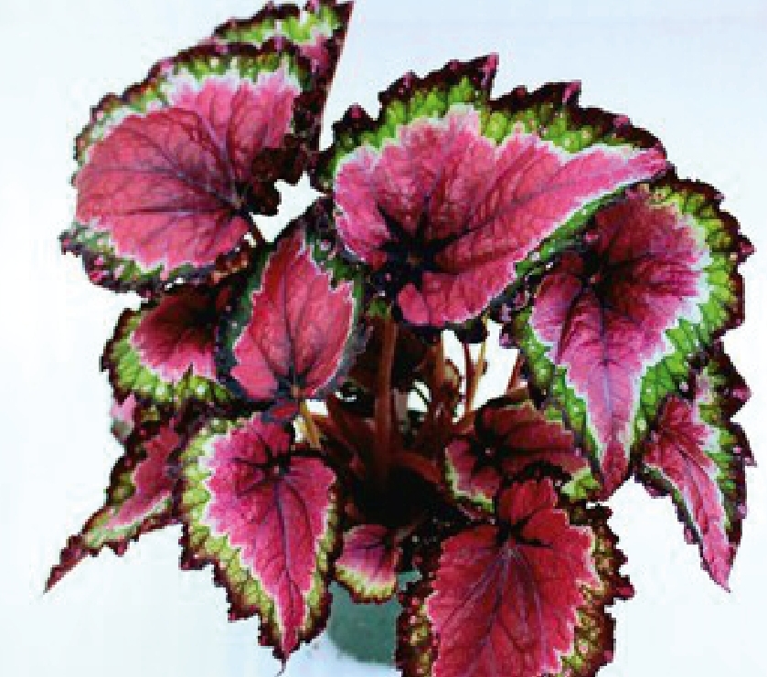 (MI 20) Begonia rex