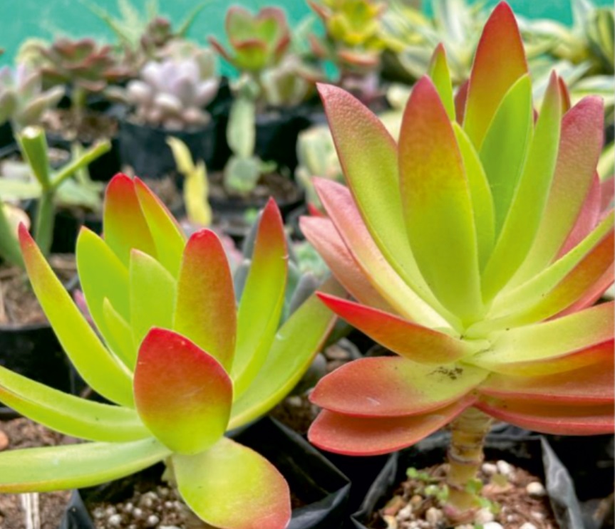 (SU 76) Crassula capitella