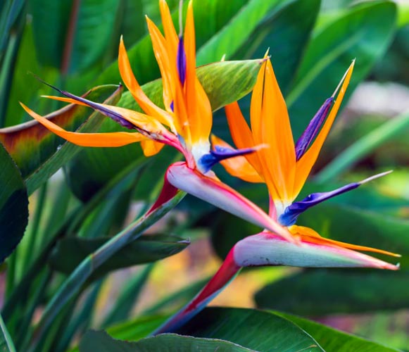 (MI 04) Strelitzia reginae Bird of Paradise Flower