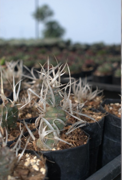 (CA 27) Tephrocactus articulatus