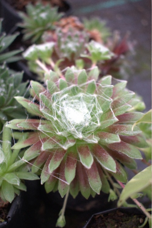 (SU 74) Sempervivum arachnoideum