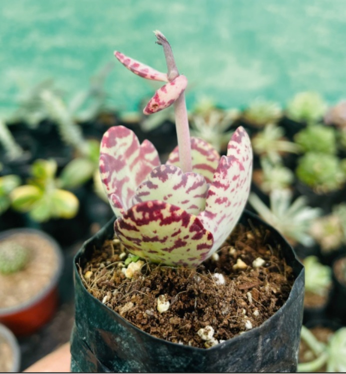 (SU 78) Kalanchoe humilis
