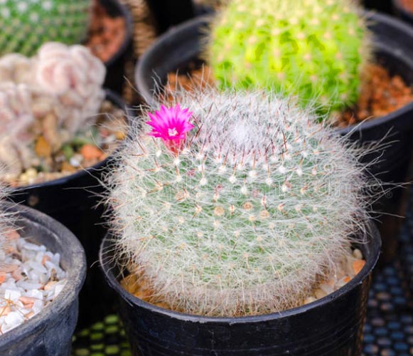 (CA 01) Mammillaria hahniana Old Lady Cactus 