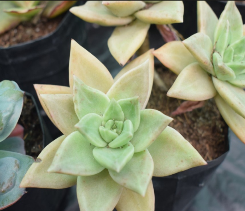 (SU 39) Echeveria agavoides