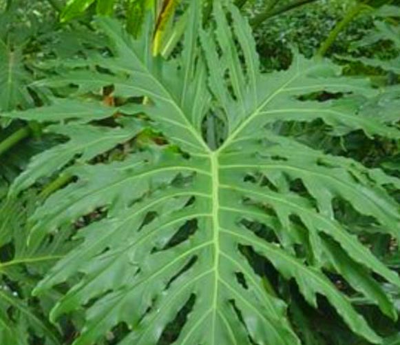 (MI 05) Philodendron bipinnatifdum Split Leaf Philodendron