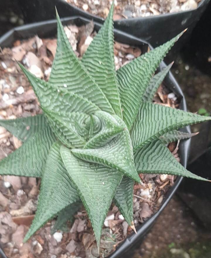 (SU 88) Haworthia limifolia 