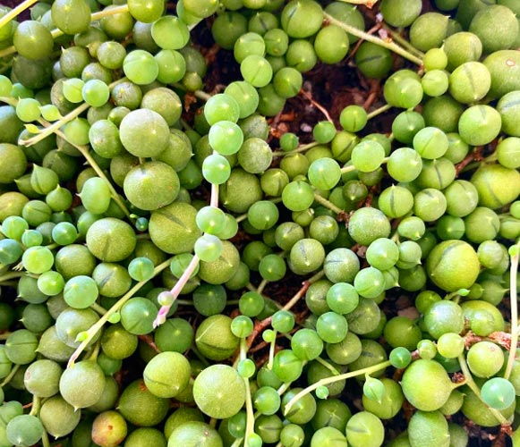 (SU 06) Senecio rowleyanus String of Pearls
