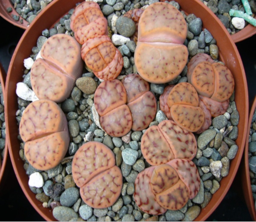 (SU 69) Lithops schwantesii