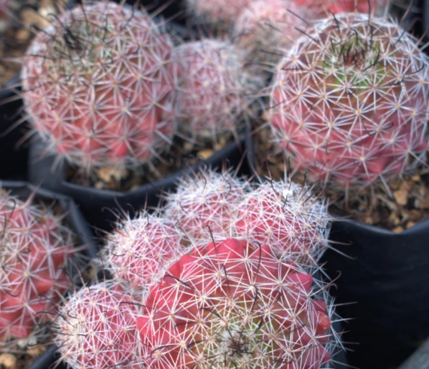 (CA 29) Mammillaria Species 