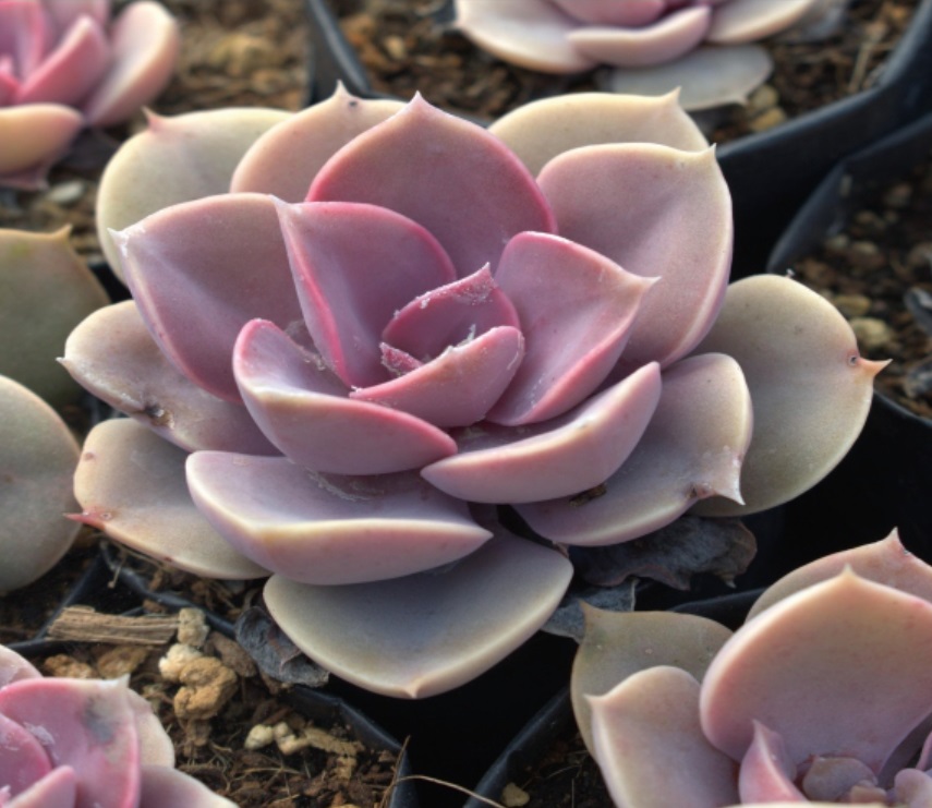 (SU 40) Echeveria species