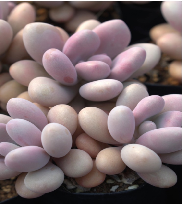 (SU 62) Pachyphytum oviferum