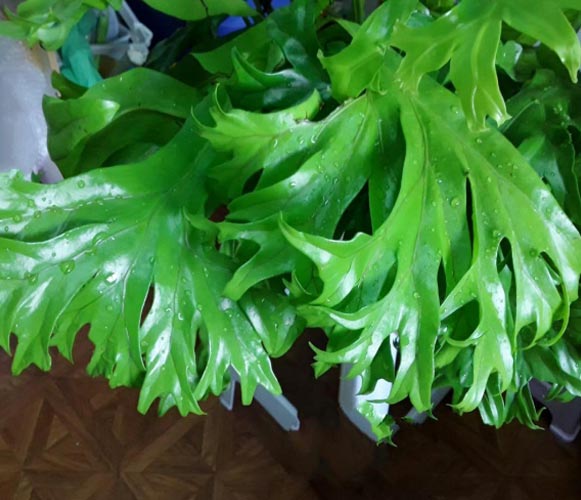 (MI 07) Microsorum punctatum Fishtail Fern