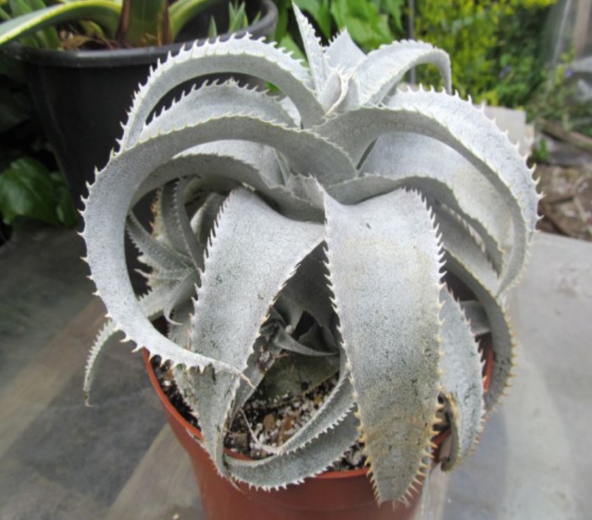 (SU 53) Dyckia marnier-lapostollei