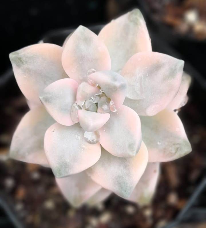 (SU 81) Titubuns verigated sedum
