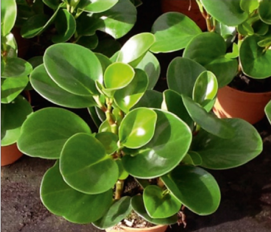 (SU 15) Peperomia obtusifolia