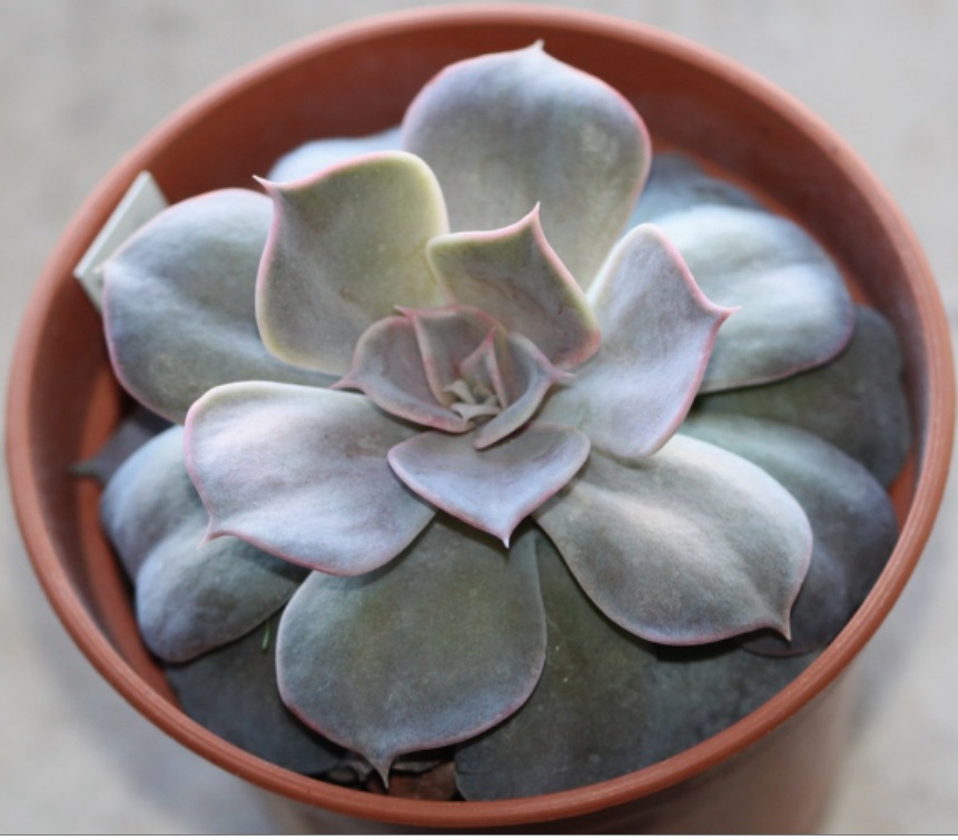 (SU 43) Echeveria lilaina
