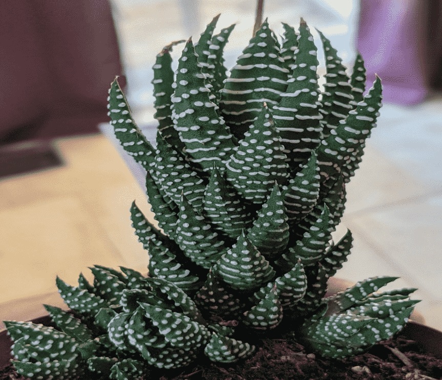 (SU 22) Haworthia reinwardtii