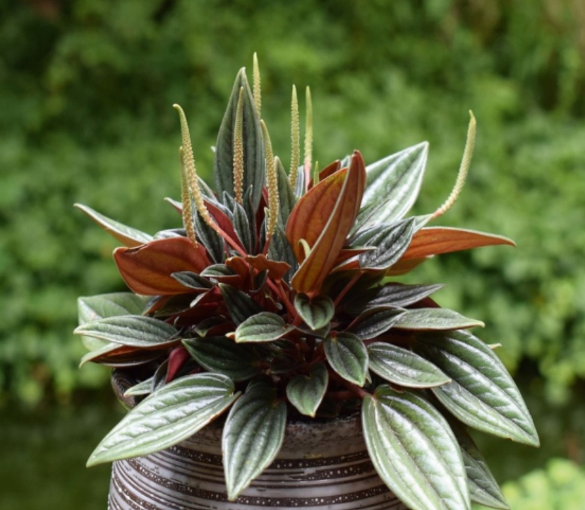 (MI 18) Peperomia caperata