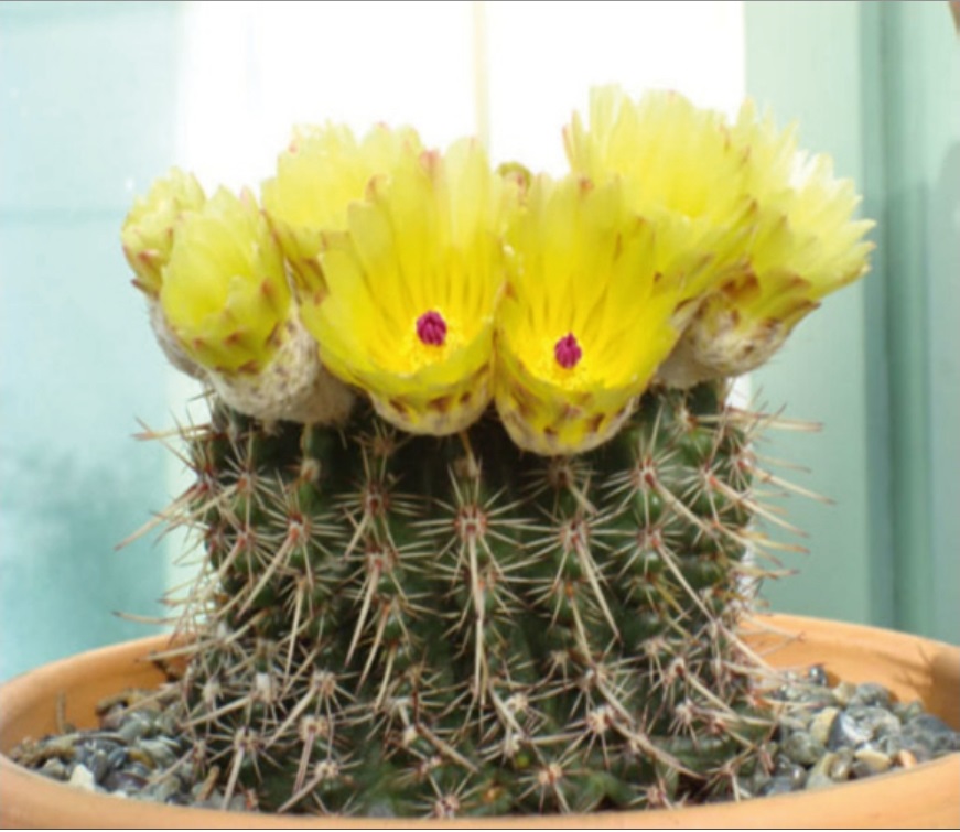 (CA 11) Parodia mammulosa  