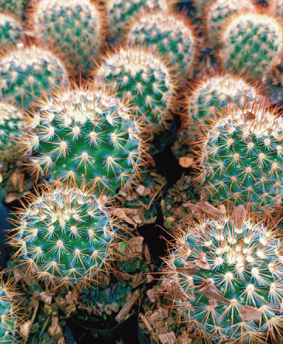 (CA 38) Mammillaria spinossima 