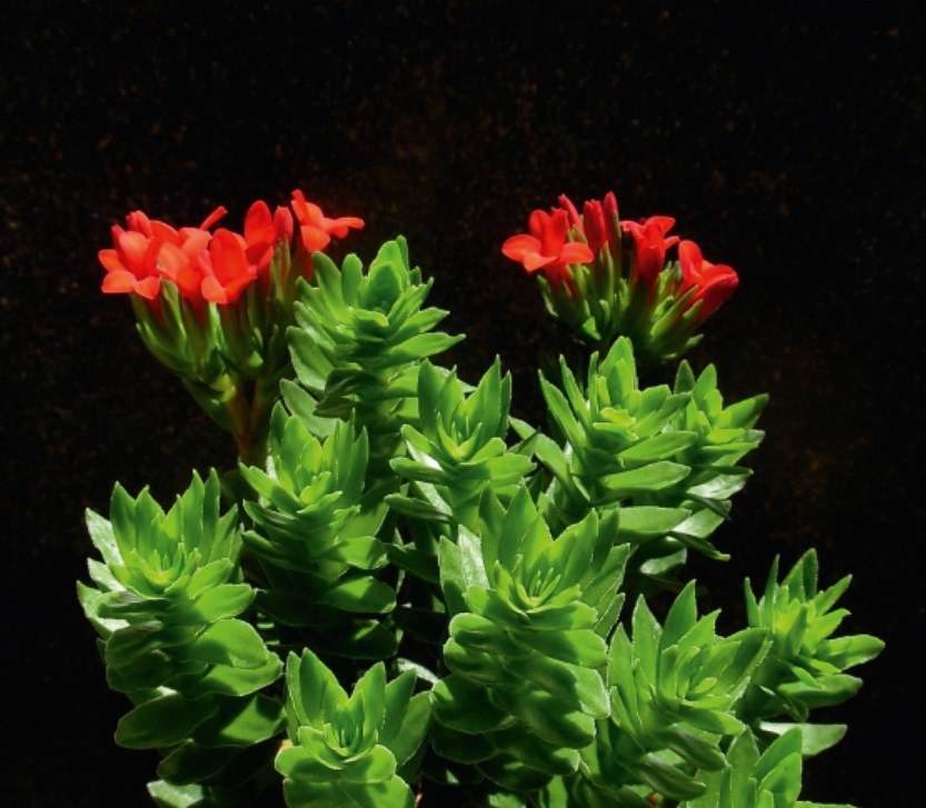 (SU 48) Crassula coccinea