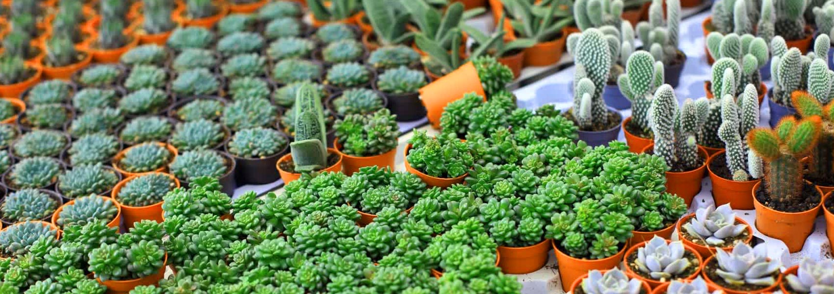 Succulents